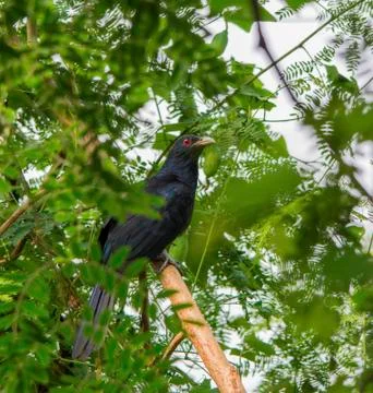 Asian koel (eudynamys scolopacea) Stock Photos