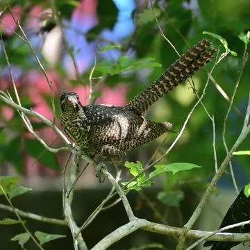 Asian Koel - Eudynamys scolopaceus Stock Photos