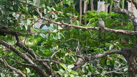 Asian Koel Female on  Tree Stock-Footage 288569863