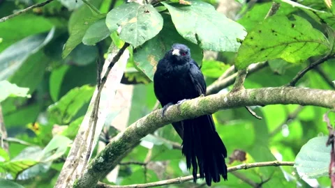 Asian koel Stock Footage 291916215