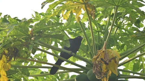 Asian koel or Eudynamys scolopaceus. Stock Footage 301198599