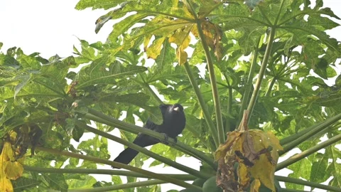 Asian koel or Eudynamys scolopaceus. Stock Footage 301286109