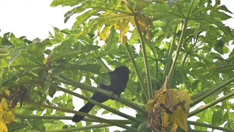 Asian koel or Eudynamys scolopaceus. Stockbeeldmateriaal 301286248