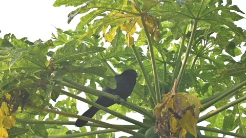 Asian koel or Eudynamys scolopaceus. Stock Footage 301286285