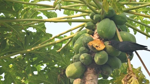 Asian koel or Eudynamys scolopaceus bird eating ripe papaya. Stock Footage 304655003