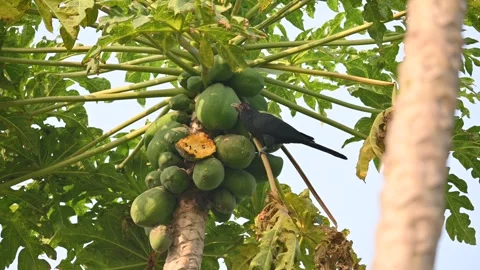 Asian koel or Eudynamys scolopaceus bird eating ripe papaya. Видео 304655788