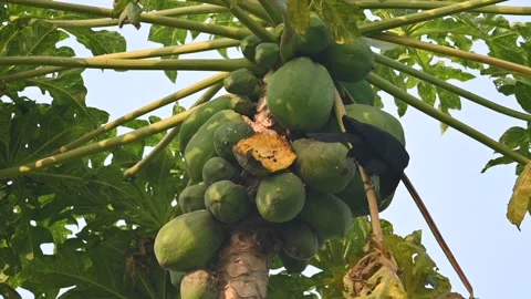 Asian koel or Eudynamys scolopaceus bird eating ripe papaya. Stock Footage 304656493