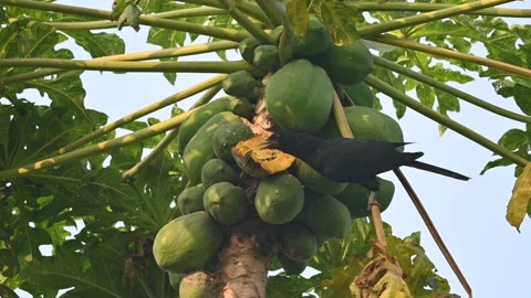 Asian koel or Eudynamys scolopaceus bird eating ripe papaya. Видео 304656555