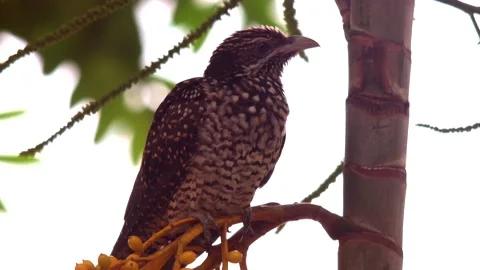 Asian Koel perched on a branch Stock Footage 140566688