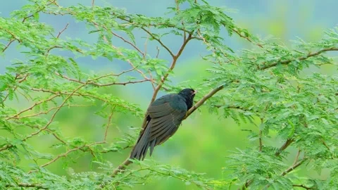 Asian Koel perched on tree branch Stock Footage 322725647