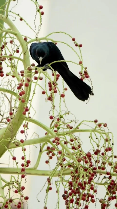 Asian koel perched on tree Vidéo 335661820