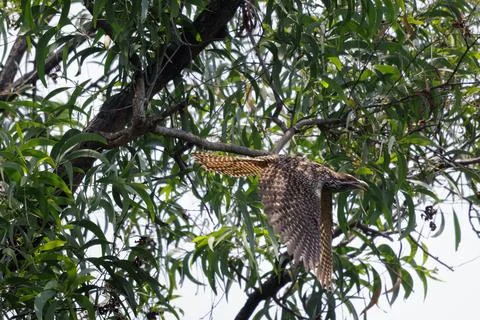 Asian koel taking off from tree branch in nature Stock Photos