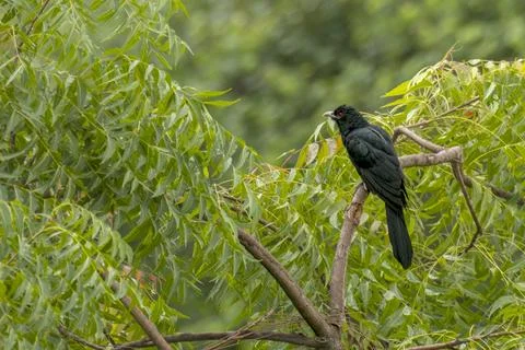 Asian Koel on the tree in forest Fotos Stock