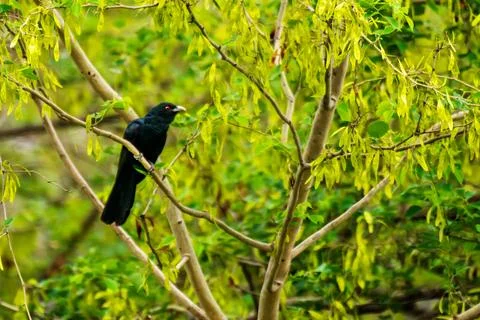 Asian Koel on the tree Stock Photos
