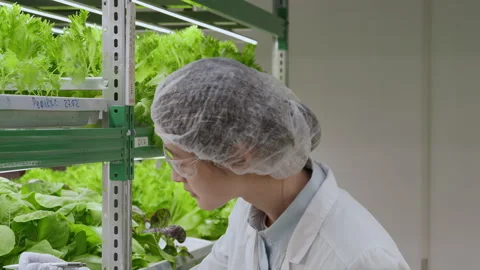 Asian Lab Worker Making Notes on Plug Plants Video stock 244906316