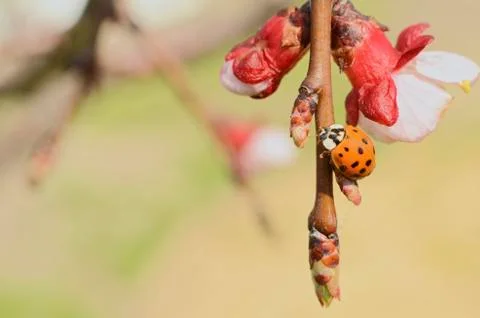 Asian ladybug on apple tree Stock Photos