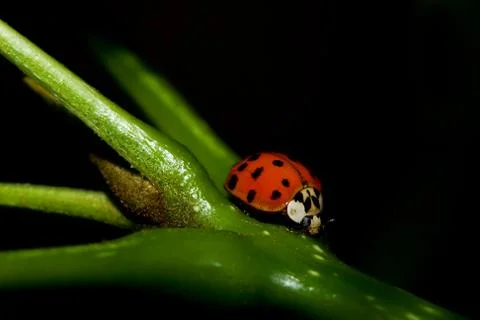Asian ladybug beetle (harmonia axyridis) Stock Photos