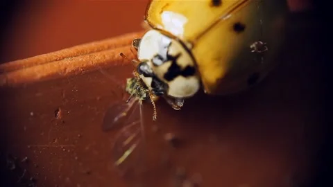 Asian ladybug (Harmonia axyridis) eating a fly. Stock Footage
