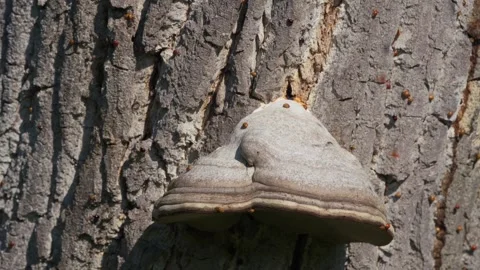 Asian ladybugs perch on tree trunk with large parasitic fungus. Vidéo 325578732