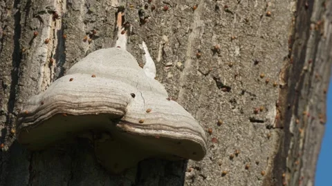 Asian ladybugs perch on tree trunk with large parasitic fungus. Stock Footage 325578818