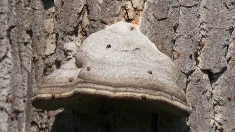 Asian ladybugs perch on tree trunk with large parasitic fungus. Vidéo 325578823