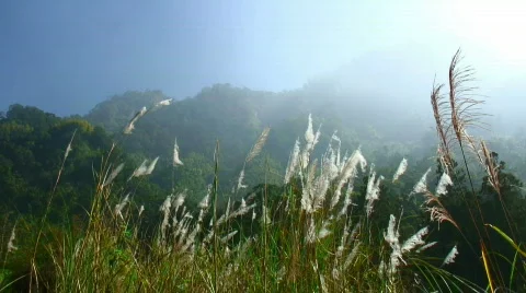 Asian landscape Stock Footage 331056