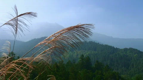 Asian landscape 스톡 동영상 331059