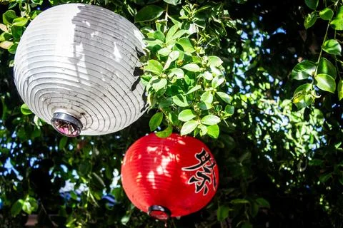 Asian lanterns in tree Stock Photos