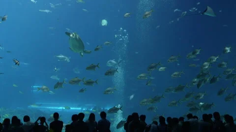 The asian largest aquaria Video stock 45407320