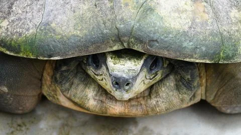Asian Leaf Turtle Face Close Up Stock Photos