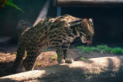 Asian Leopard cat stretching while hunting Stock Photos