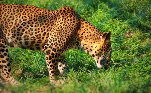 Asian Leopard Stock Photos