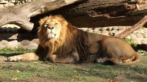 Asian lion, full-length view, lying on boulder and fallen tree background. Stock Footage 46466975