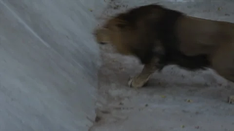 Asian lion, jumping up ascent from the empty pool. The biggest cat of the world Stock-Footage 46425935