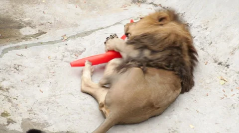 Asian lion, lying on the ground, back view, is playing with a red plastic cone Stock Footage 46324218