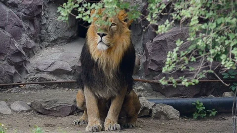 Asian lion with rocks on background Stock Footage 90086007