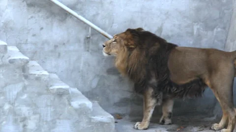 Asian lion, walking on bottom of empty pool near stairs. King of beasts Stock Footage 46423397