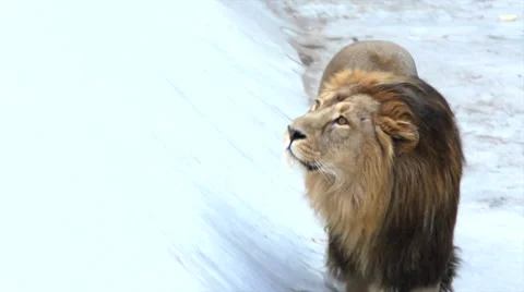 Asian lion, walking in empty pool and looking up on blue gray background. Video stock 46425385