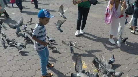 Asian little boy playing between pigeon on the place slow motion Stock Footage 75453610
