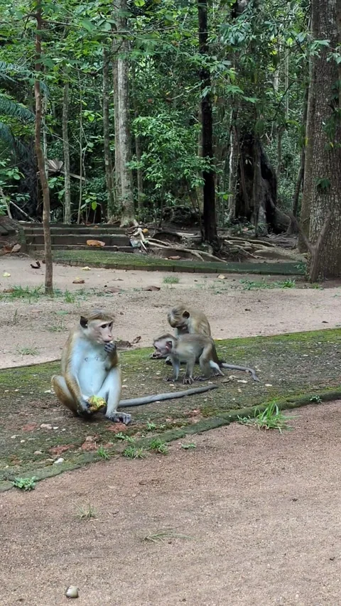 Asian macaque monkey mother and baby 스톡 동영상 322011256