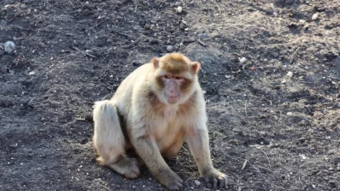 Asian macaque monkey sitting on the ground, displaying a relaxed posture Stock Footage 332420087