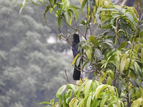 Asian male koel also called as Eudynamys scolopaceus on mango tree Stock Photos