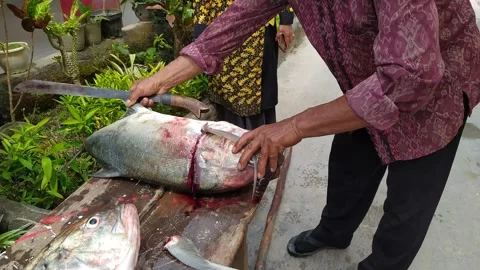 Asian man is cutting a big fish. Central Sulawesi, Indonesia. October 31, 2024 Stock Footage 290887661