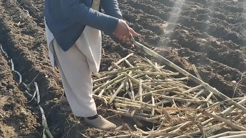 Asian man cutting sugarcane 動画素材 263697918