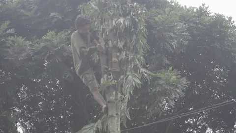 Asian man cutting a tree Stock Footage 82313312