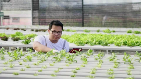 Asian man farmer checking hydroponic vegetables in a hydroponic farm Video stock 221674315