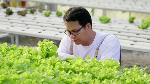 Asian man farmer checking hydroponic vegetables in a hydroponic farm Stock Footage 221674698
