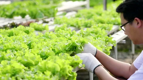 Asian man farmer checking quality of hydroponic vegetables in a hydroponic Video stock 221674727