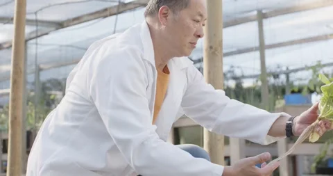 Asian man in lab coat kneeling in greenhouse pulling lettuce, revealing roots Stock Footage 338395014