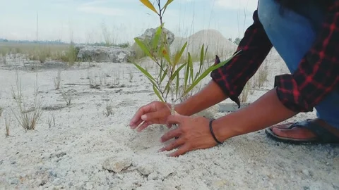 An Asian man is planting a tree Stock Footage 199893955